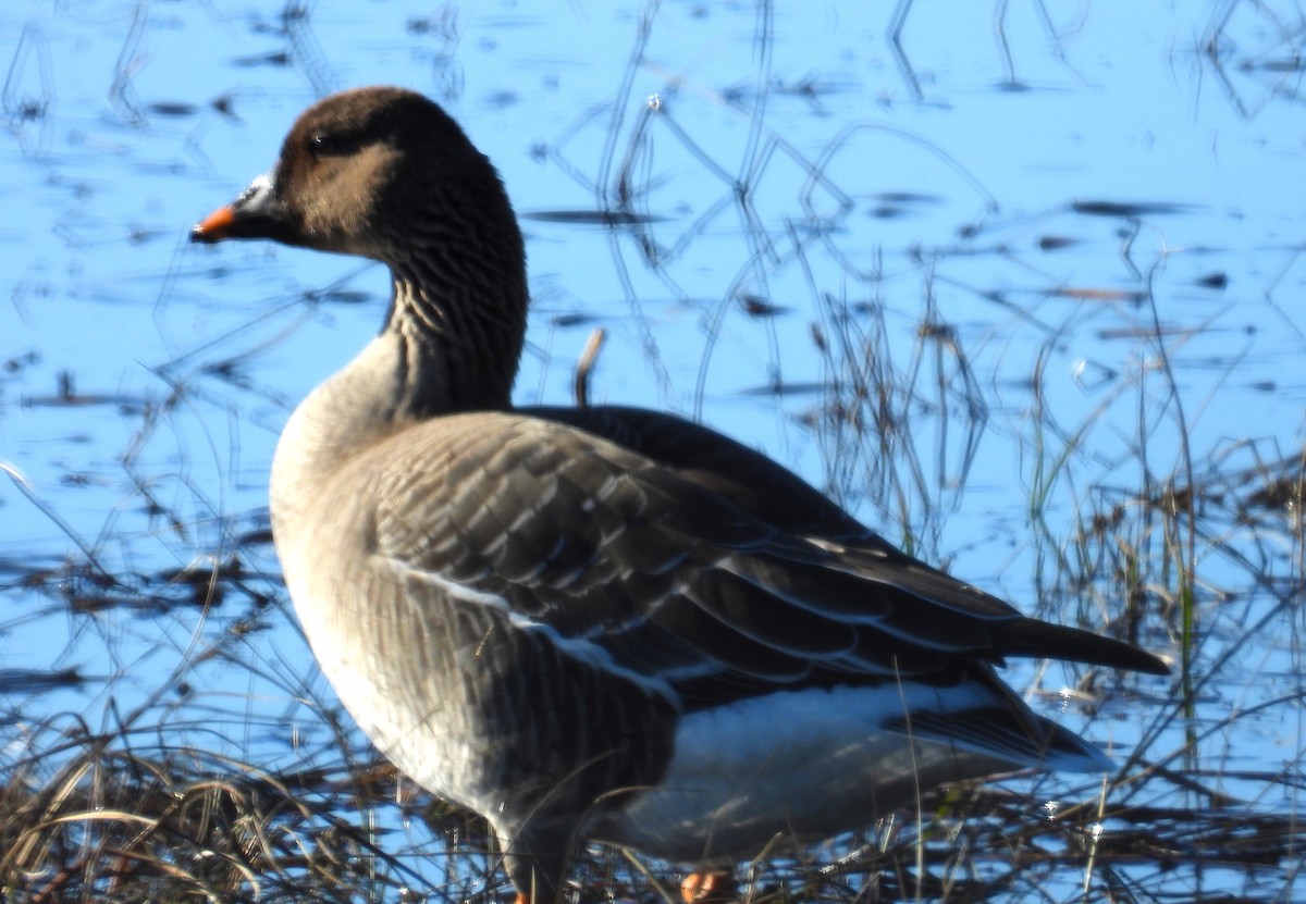 Tundra Bean-Goose - ML620541286