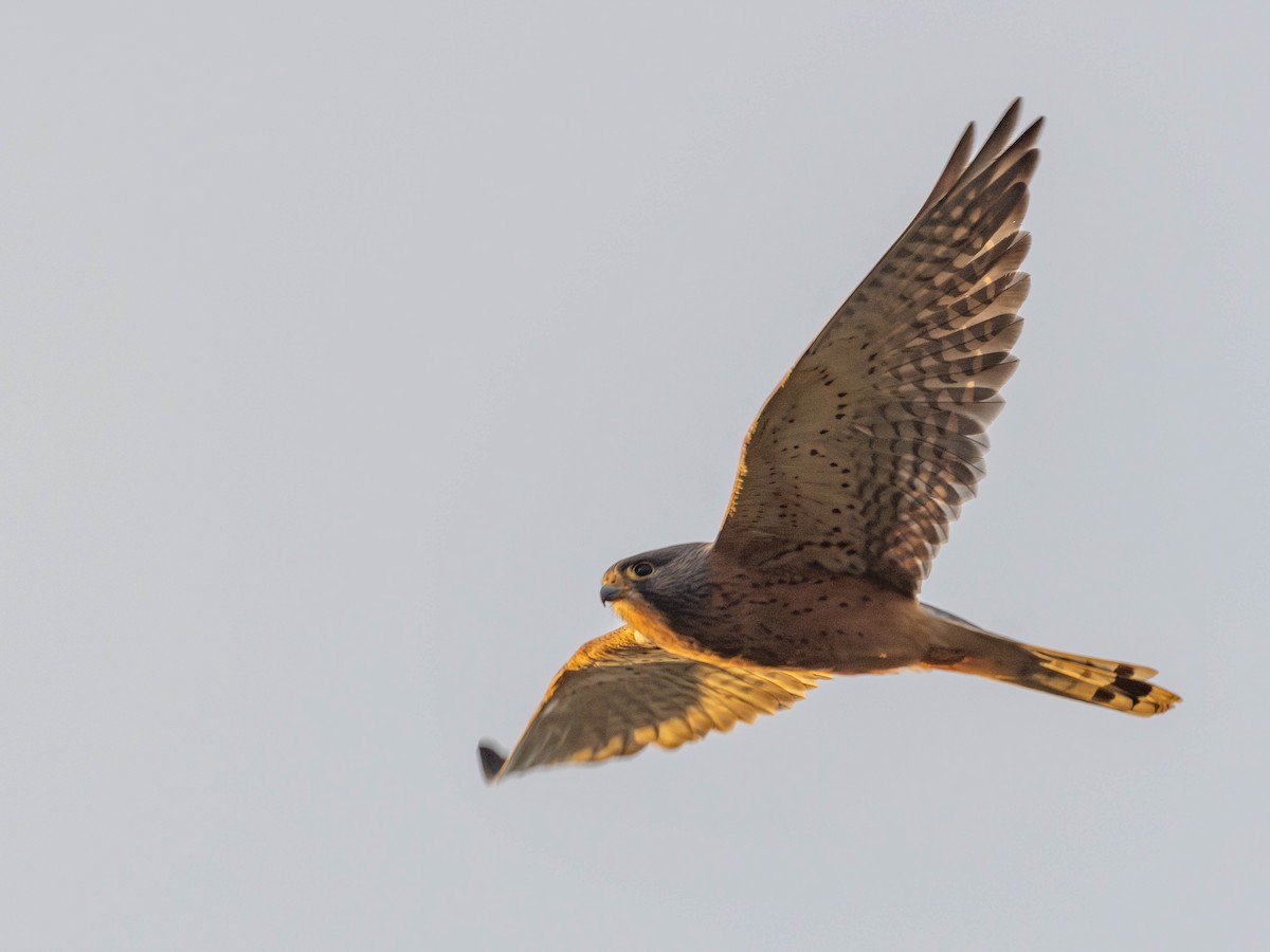 Rock Kestrel - Garret Skead