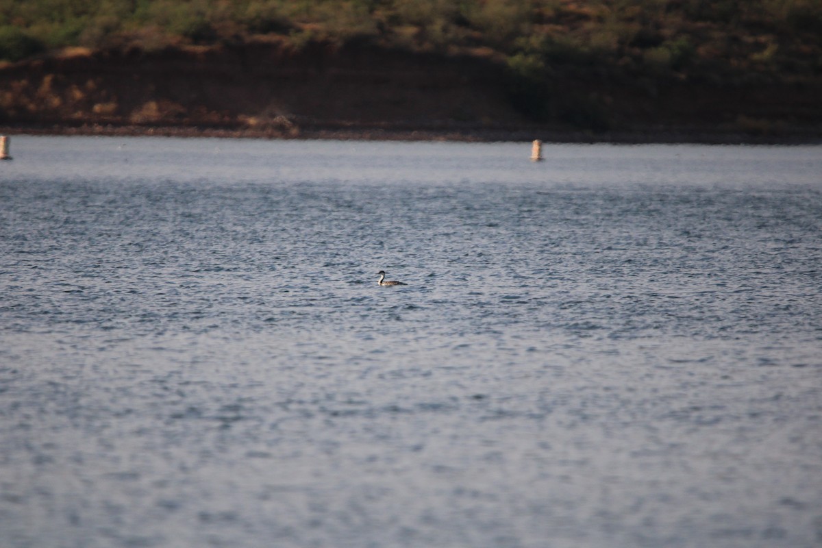 Western Grebe - ML620541292