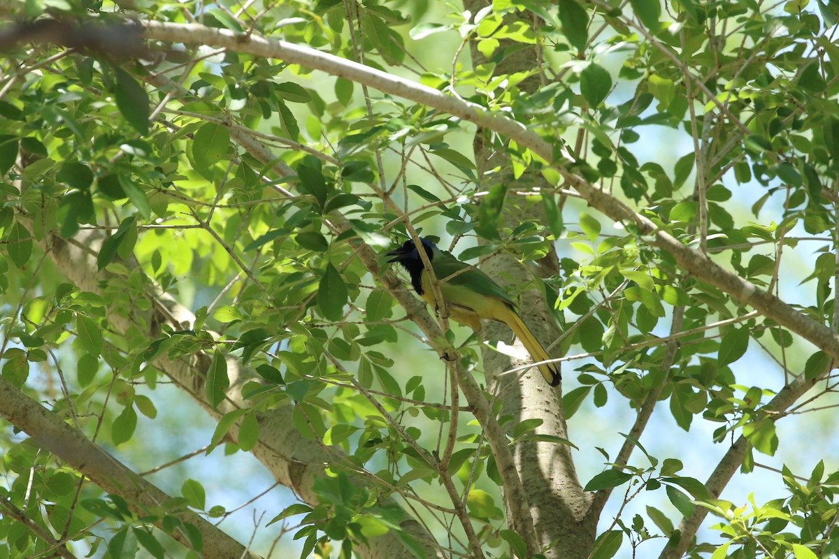 Green Jay - ML620541293