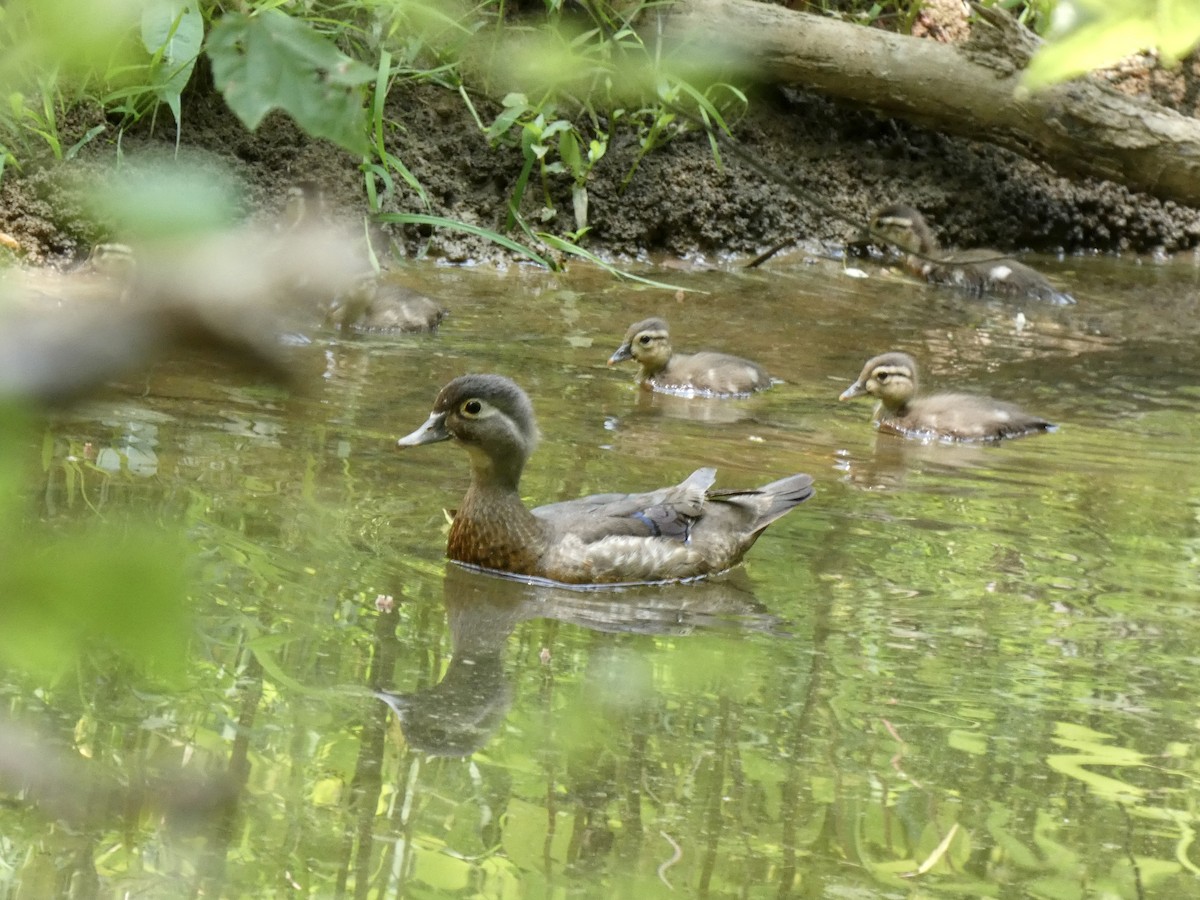 Wood Duck - ML620541297