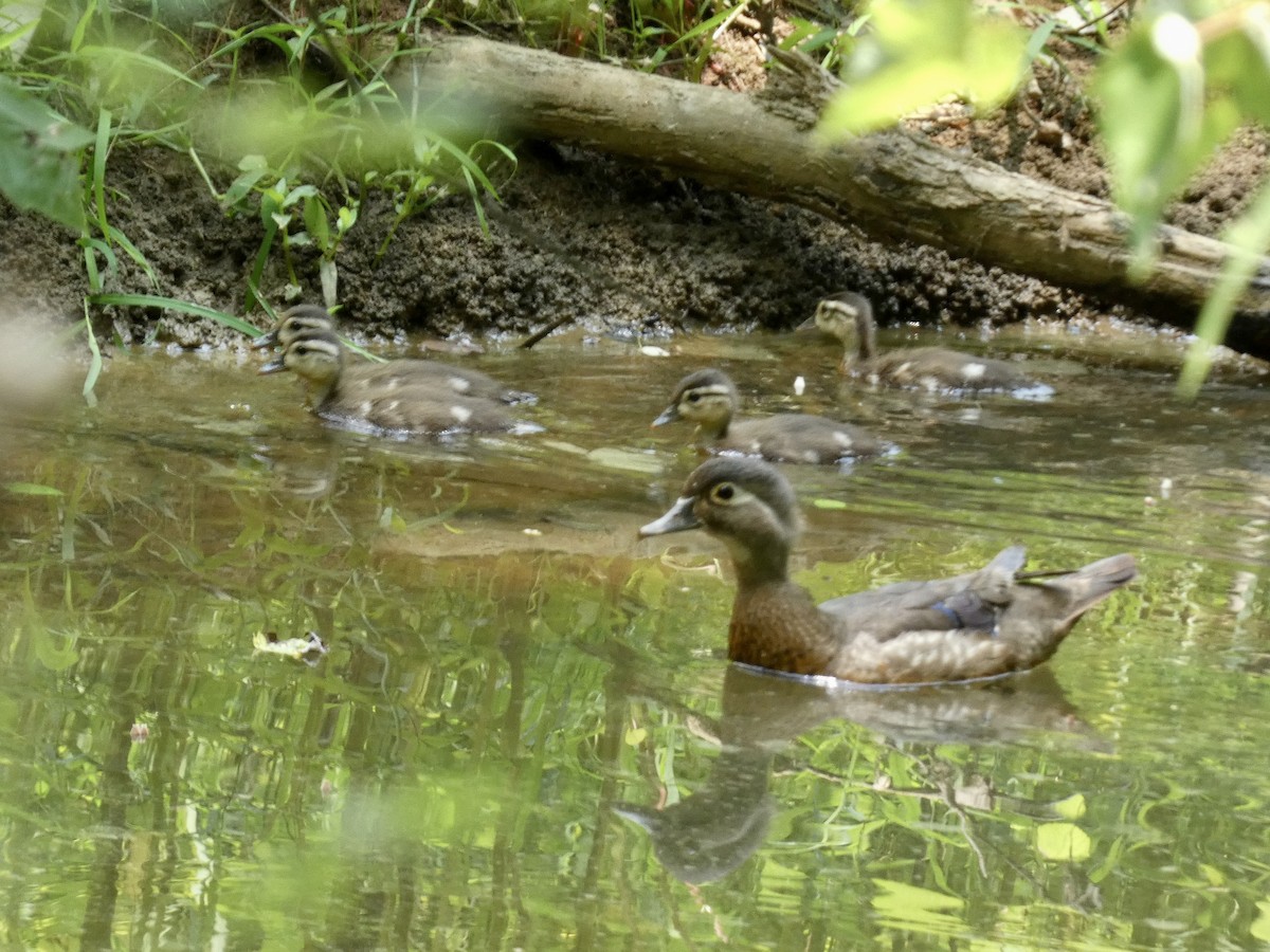 Wood Duck - ML620541299