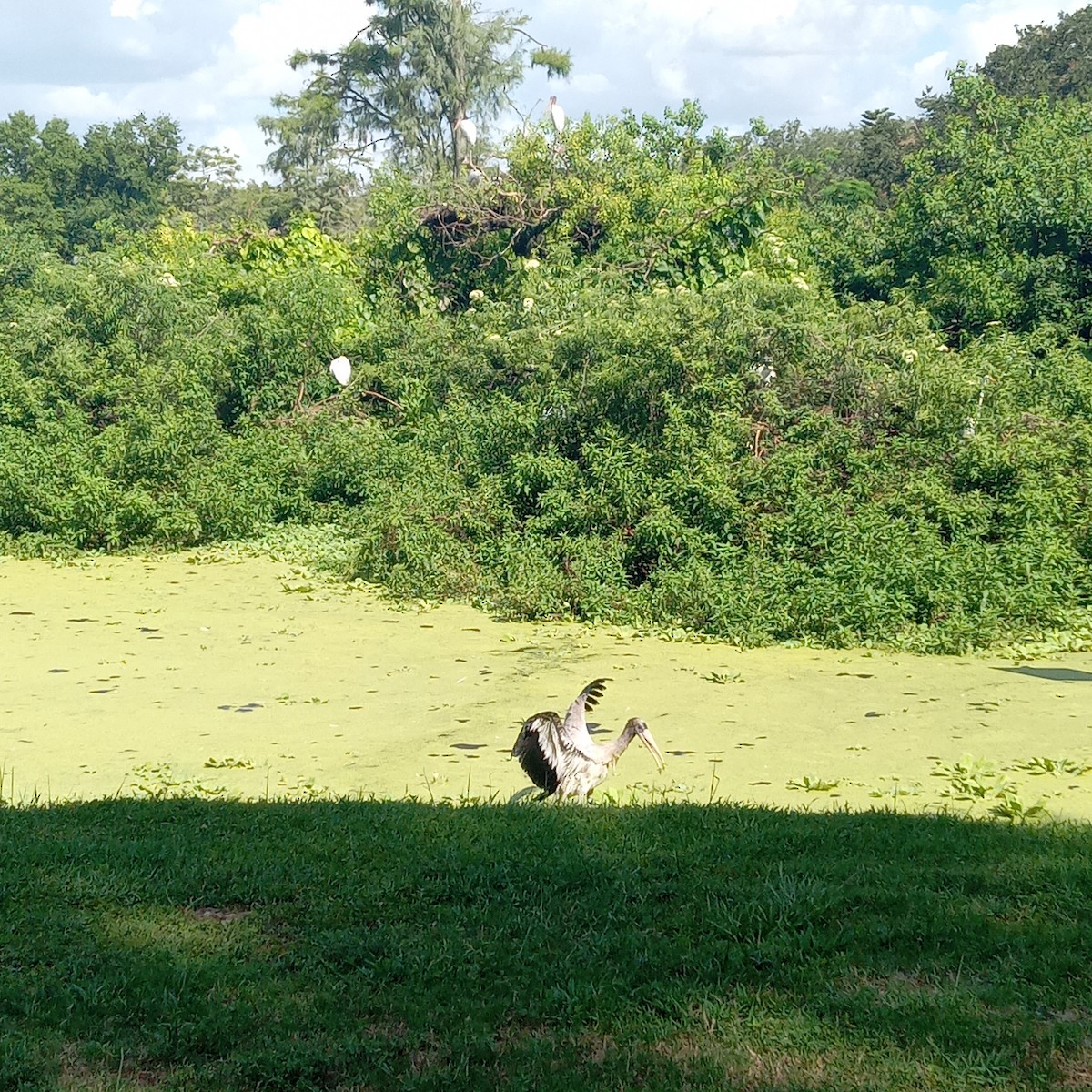 Wood Stork - ML620541301