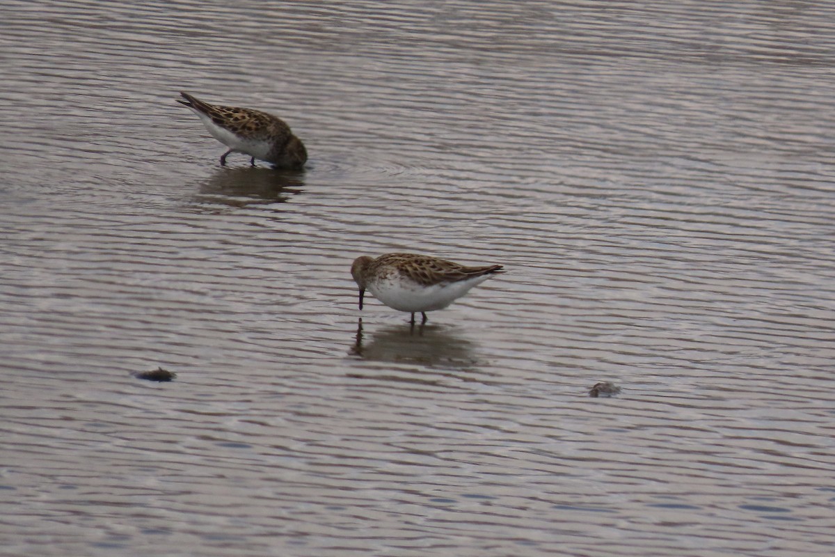 Semipalmated Sandpiper - ML620541307