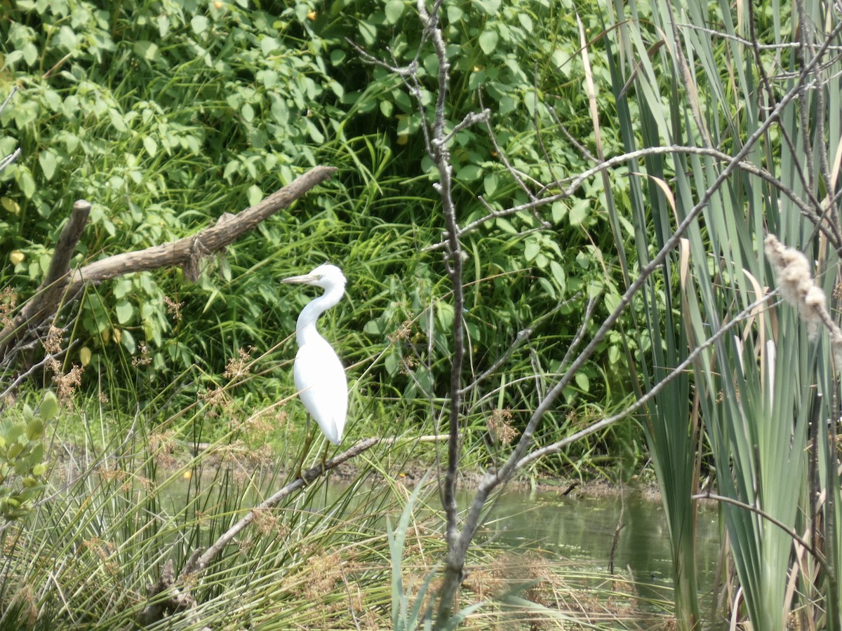 Aigrette bleue - ML620541311