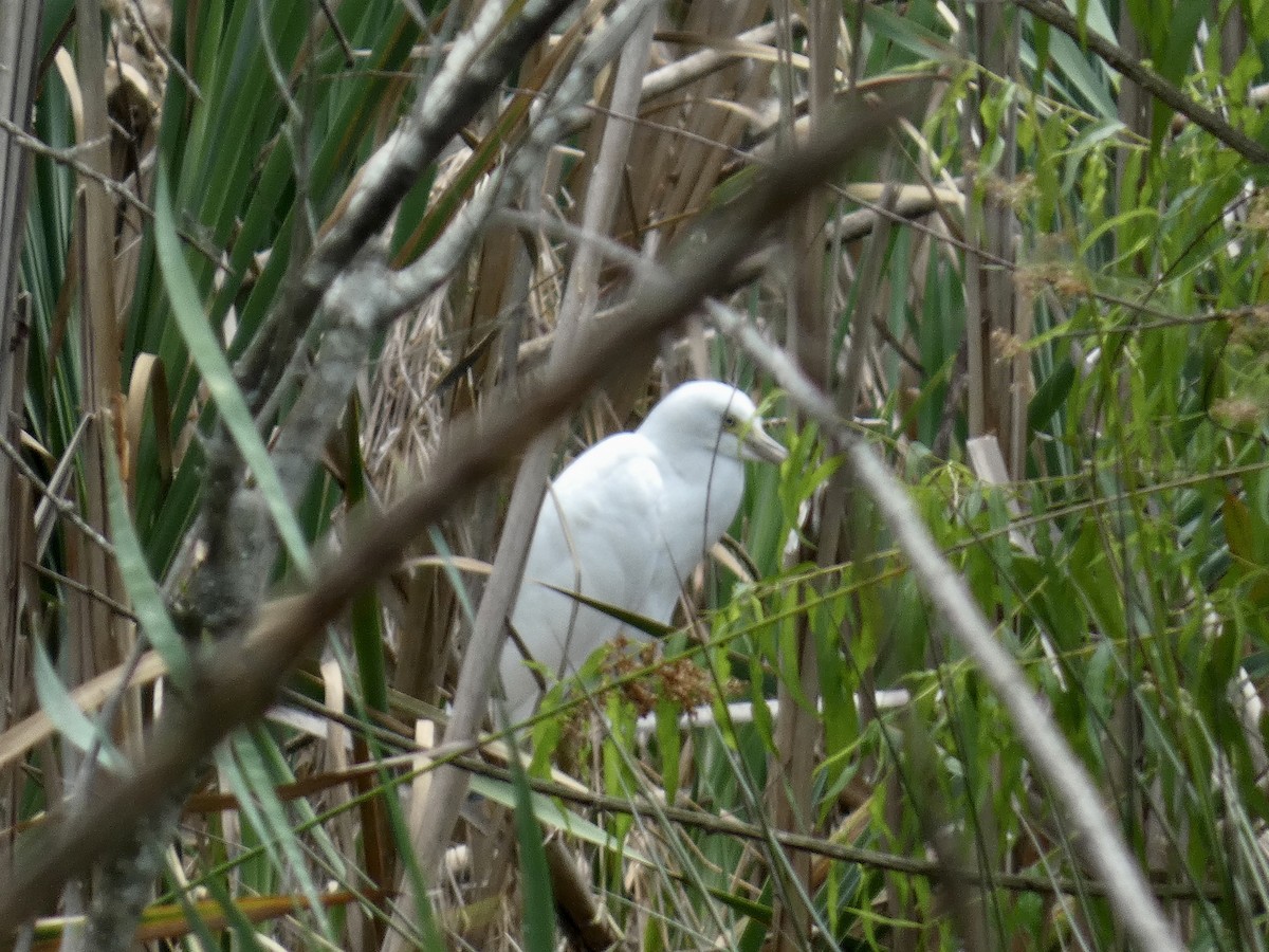 Little Blue Heron - ML620541312