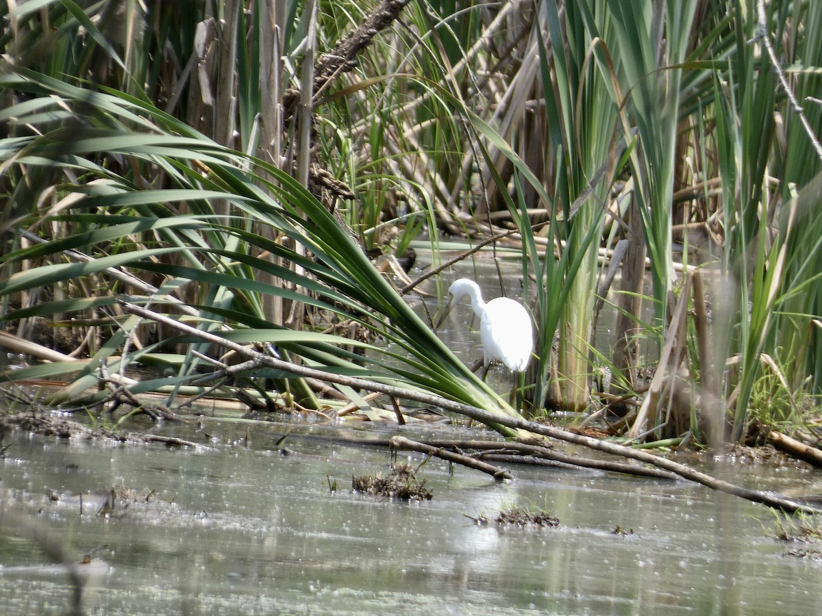 Little Blue Heron - ML620541313