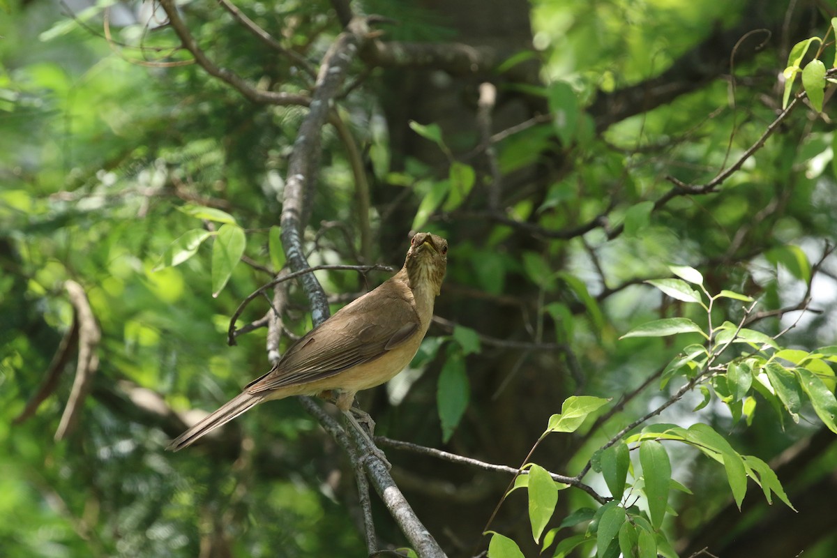 Clay-colored Thrush - ML620541317