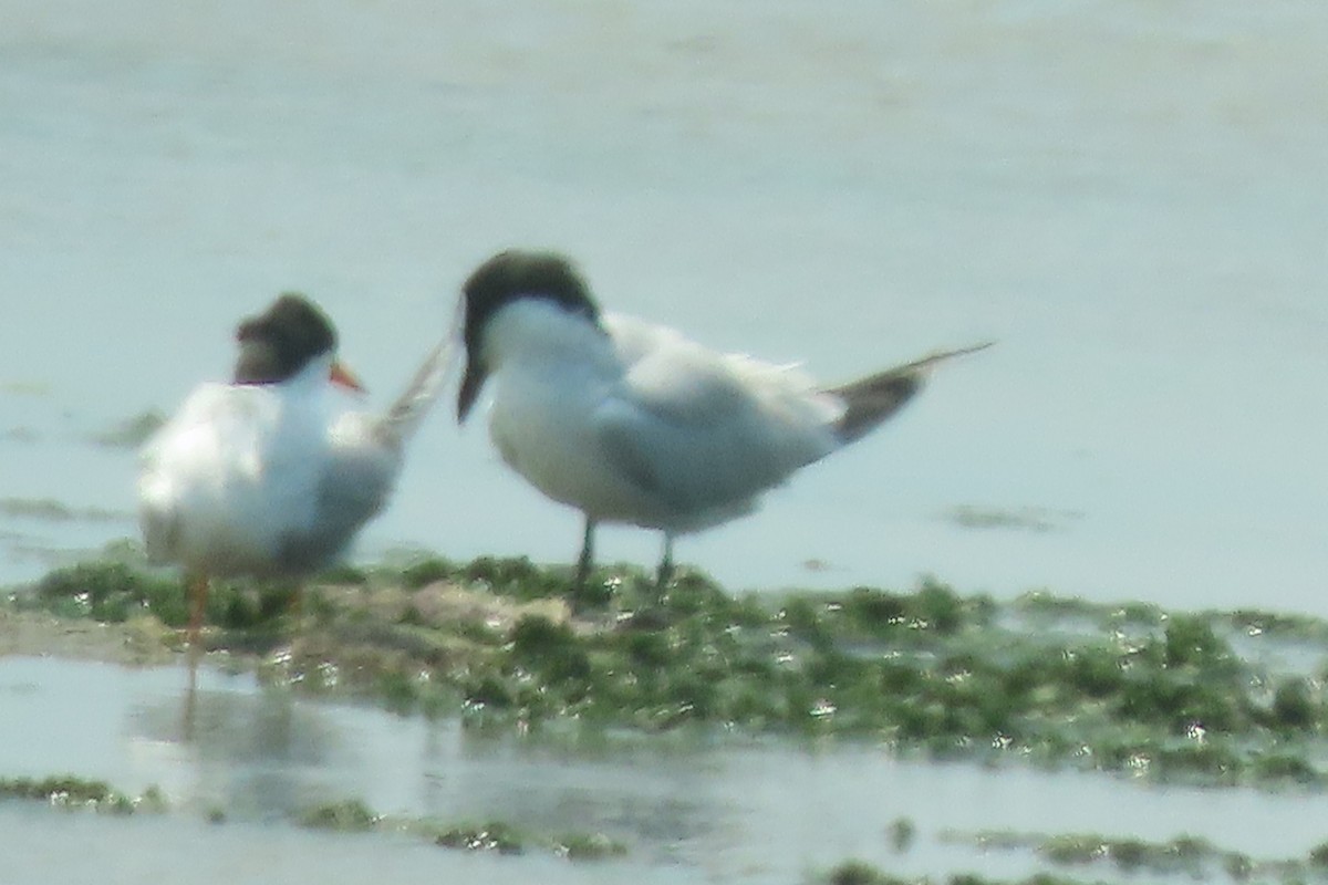 Gull-billed Tern - ML620541325