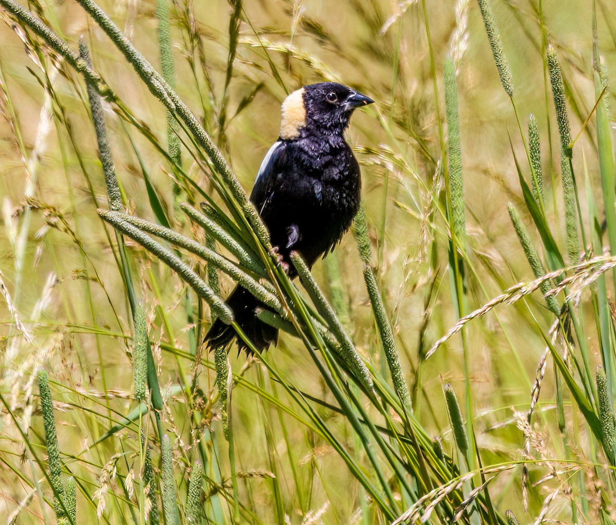 bobolink - ML620541329