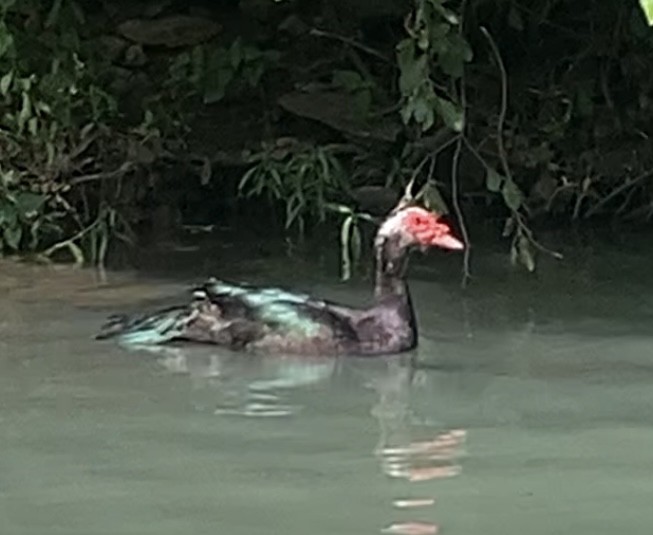 Muscovy Duck (Domestic type) - ML620541334