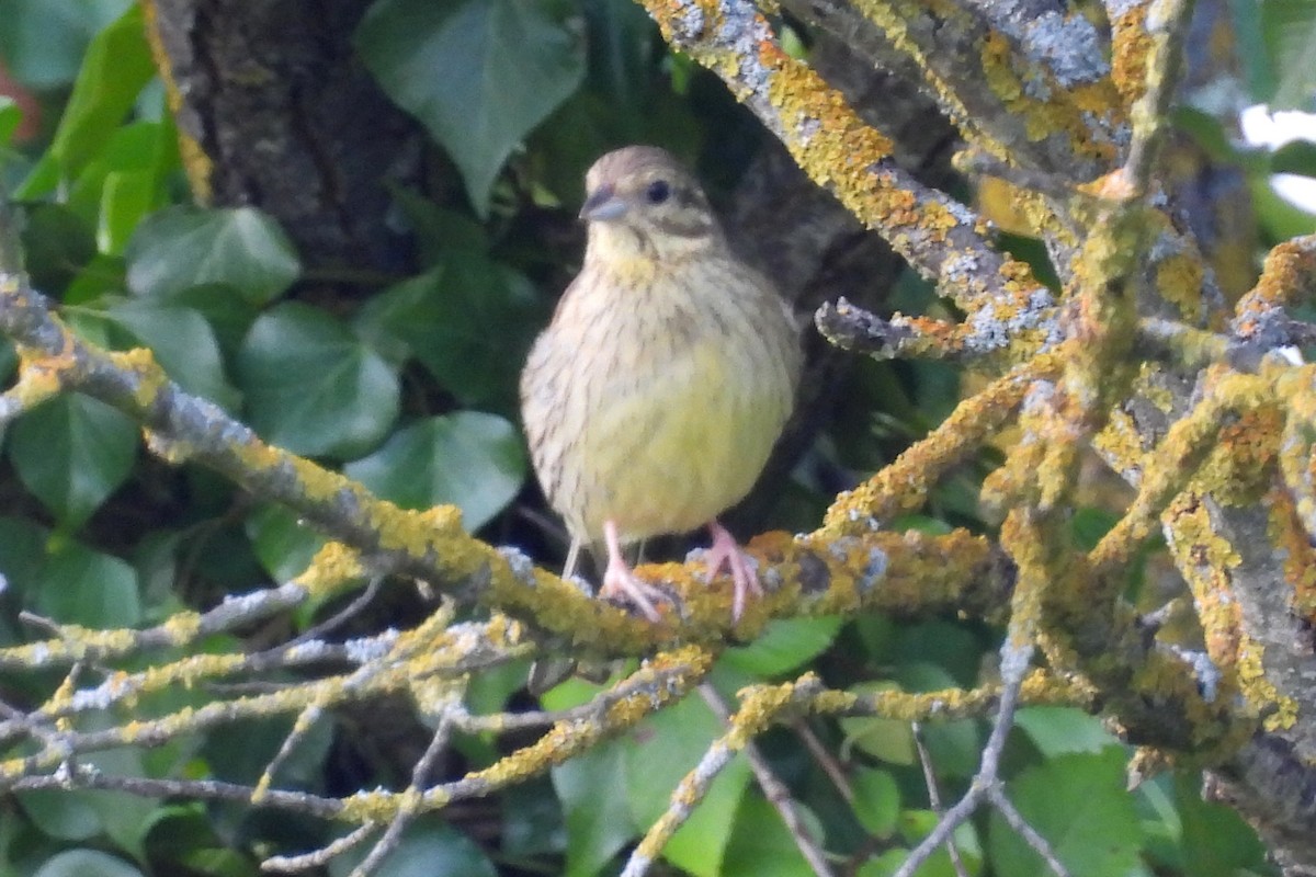 Cirl Bunting - ML620541343