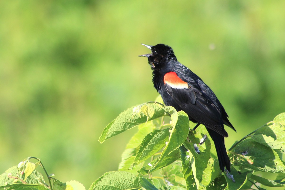 Red-winged Blackbird - ML620541348