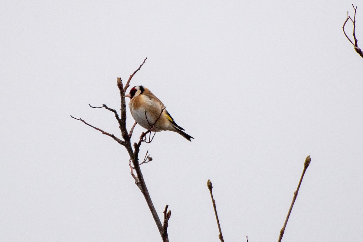 European Goldfinch (European) - ML620541350