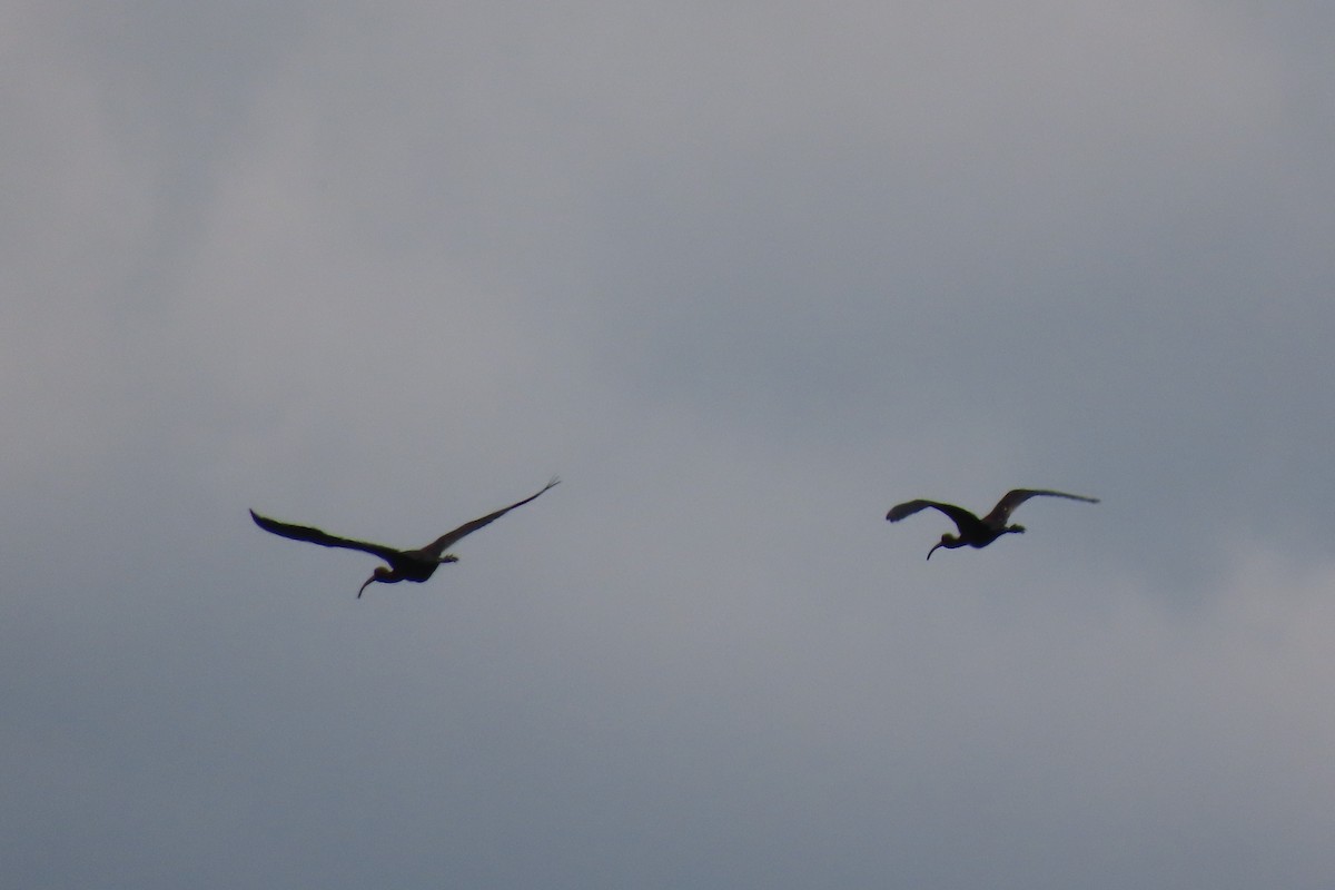 ibis hnědý - ML620541351