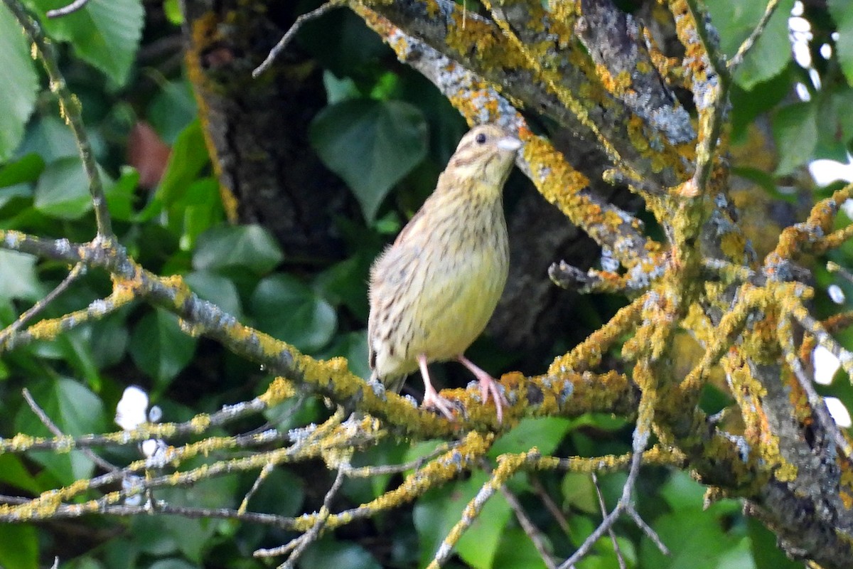 Cirl Bunting - ML620541359