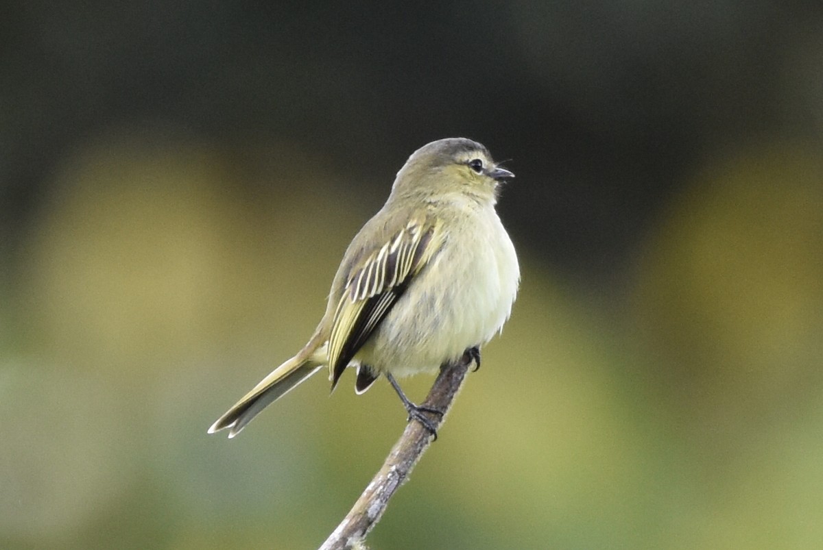 Tyranneau à face jaune - ML620541361