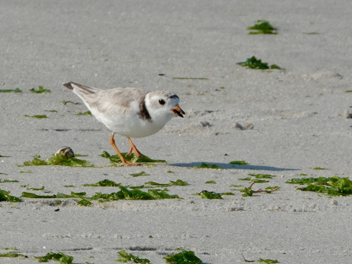 Piping Plover - ML620541364