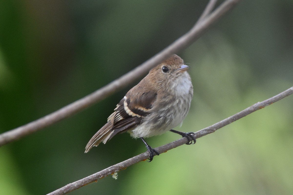 Bran-colored Flycatcher - ML620541371