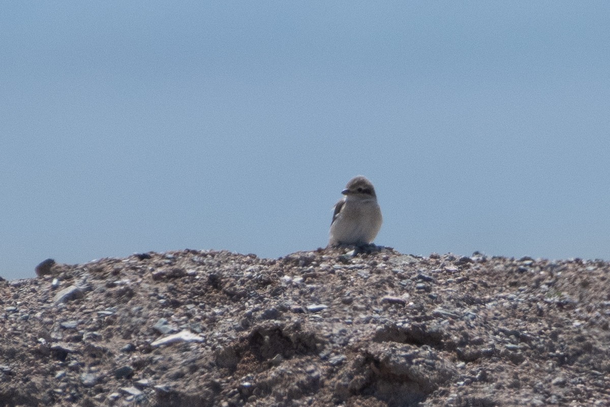 Isabelline Shrike (Daurian) - ML620541374