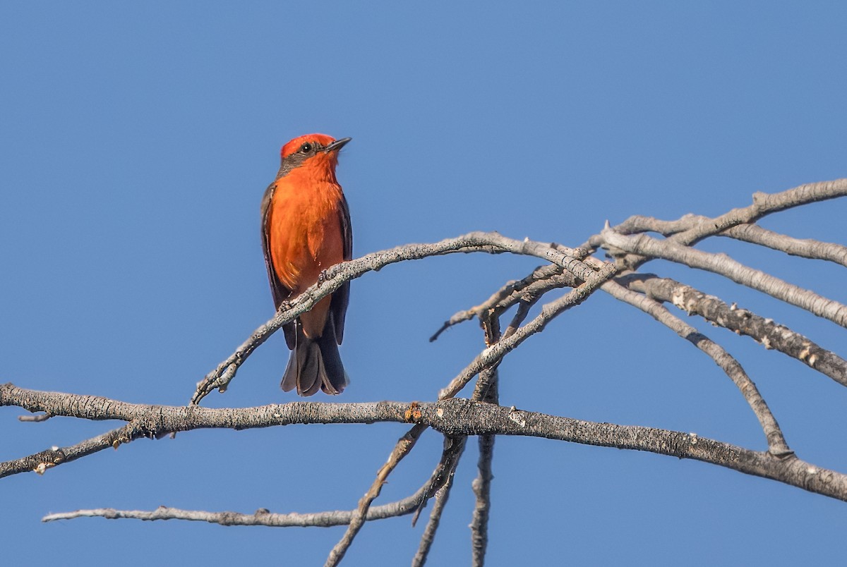 Vermilion Flycatcher - ML620541379