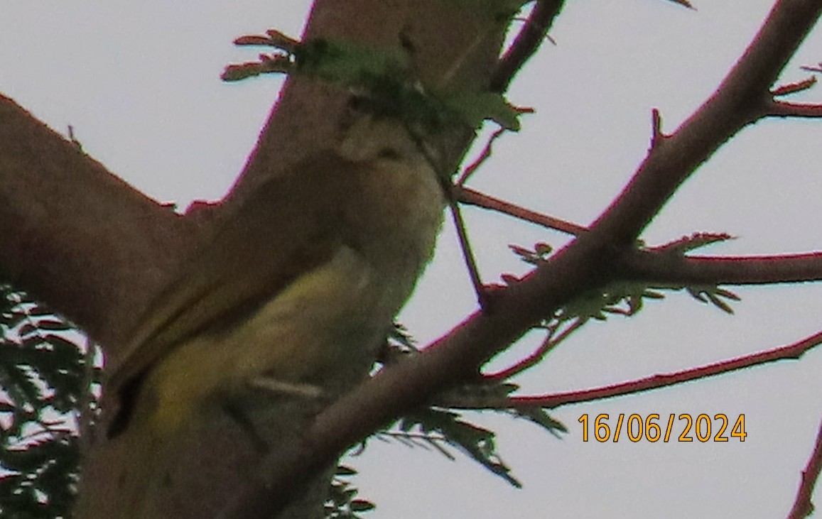 Bulbul à sourcils blancs - ML620541380