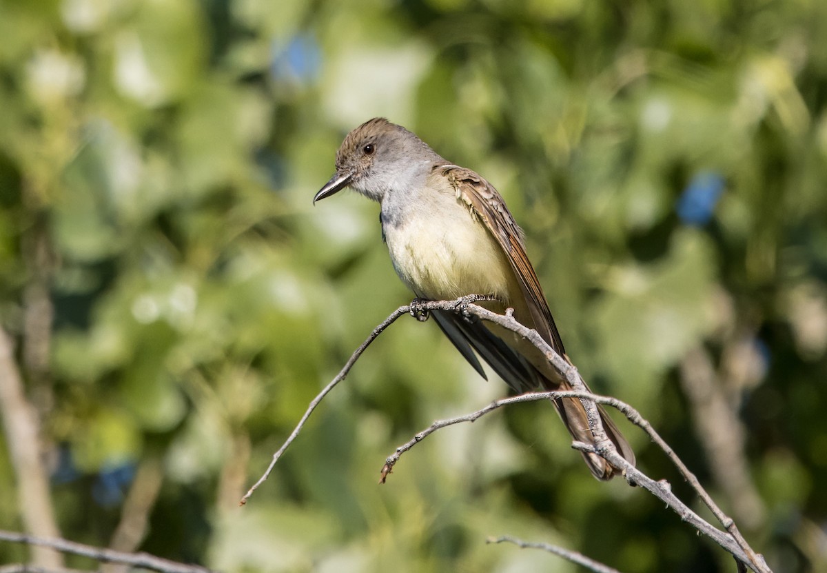 Brown-crested Flycatcher - ML620541385