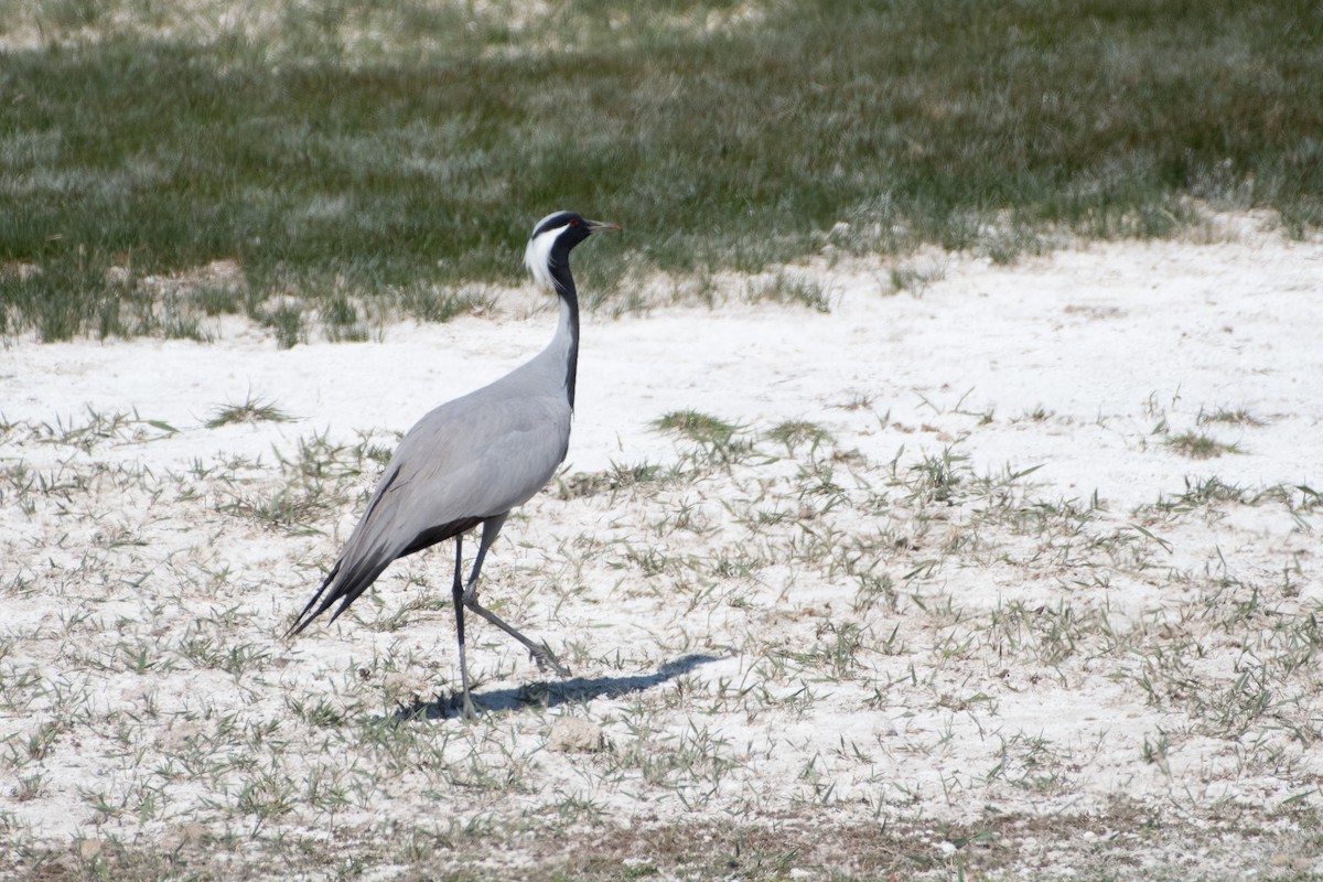 Demoiselle Crane - ML620541389