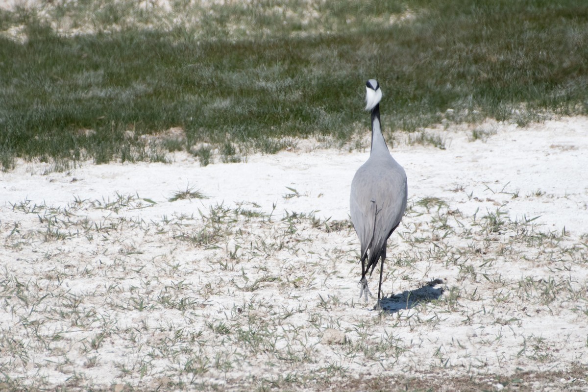 Demoiselle Crane - ML620541390