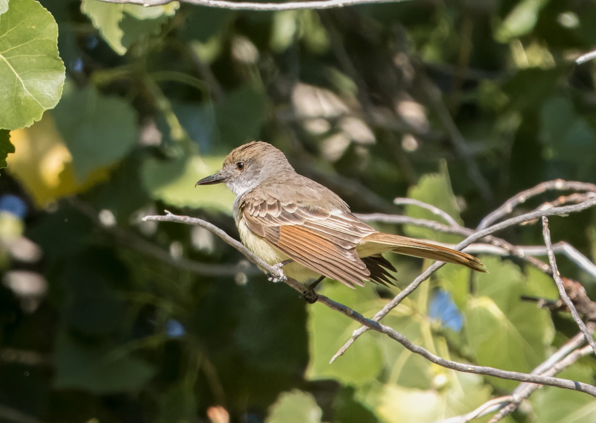 Brown-crested Flycatcher - ML620541394