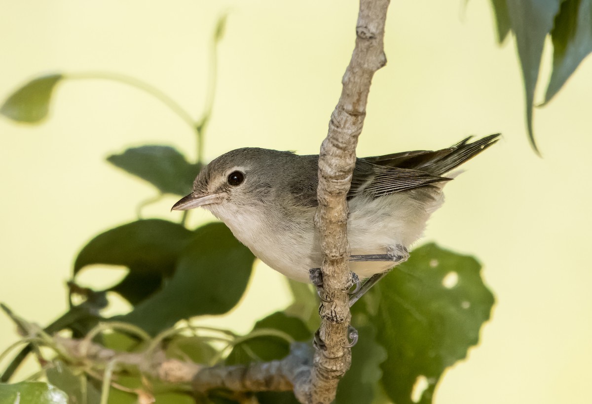 Braunaugenvireo - ML620541400