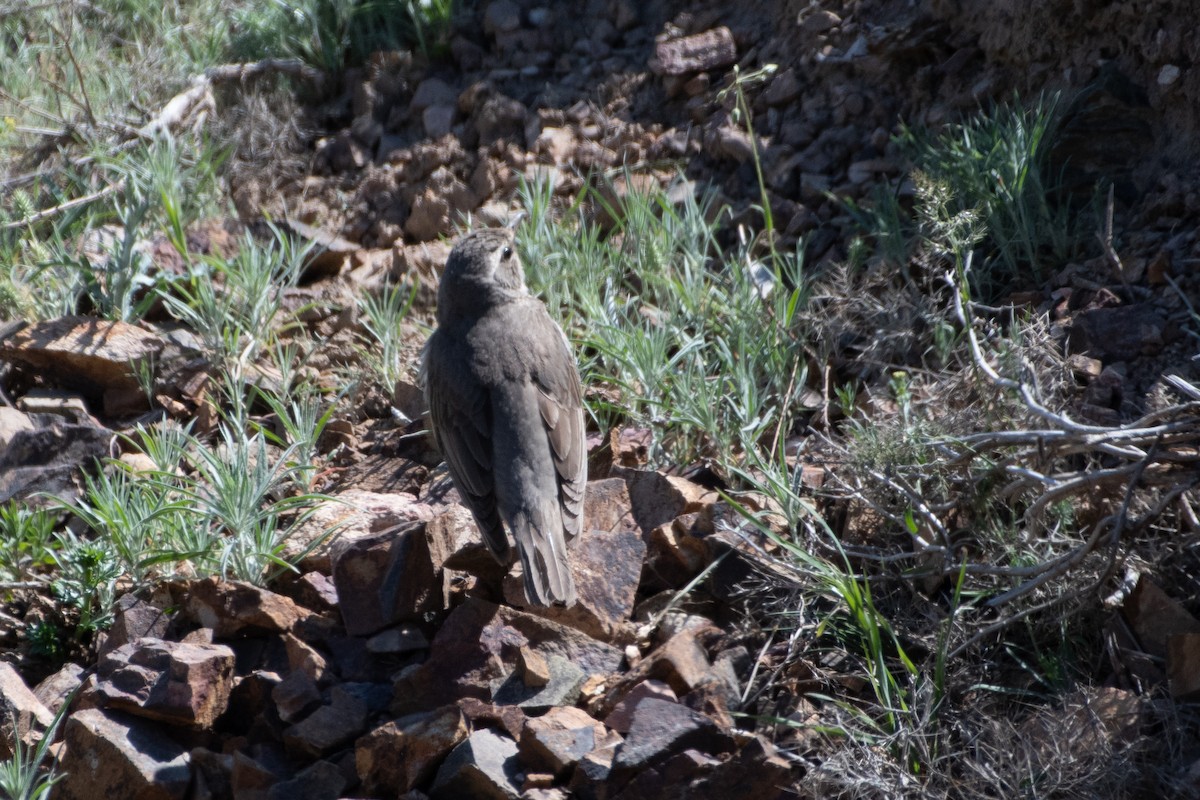 Black-throated Thrush - ML620541403