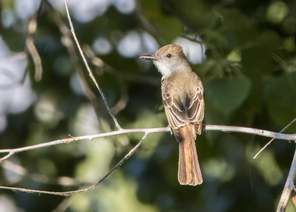 Brown-crested Flycatcher - ML620541405