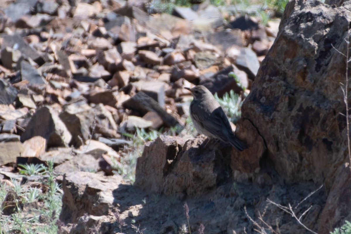 Black-throated Thrush - ML620541406