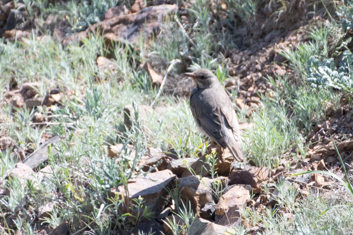 Black-throated Thrush - ML620541408