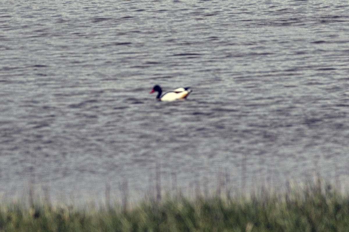 Common Shelduck - ML620541410