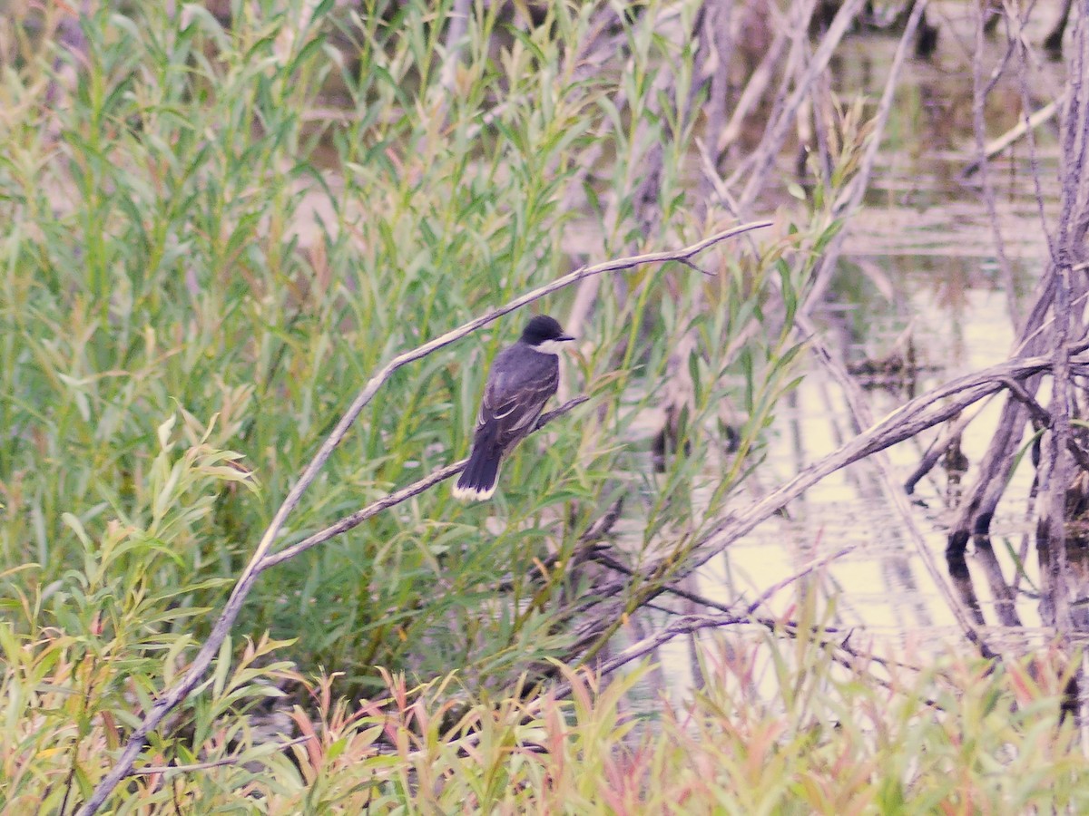 Eastern Kingbird - ML620541411