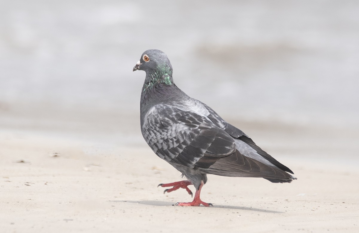 Rock Pigeon (Feral Pigeon) - ML620541417