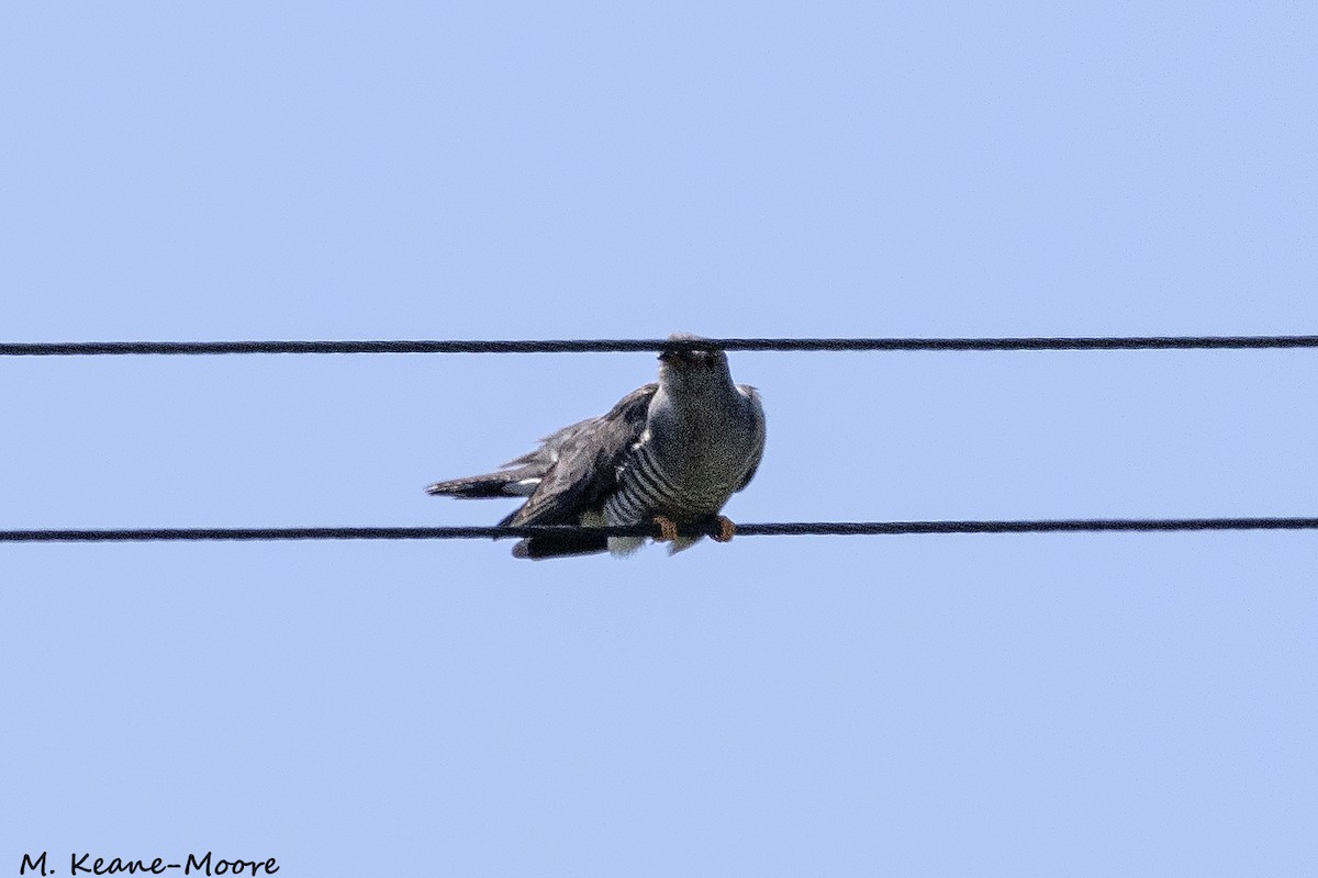 Common Cuckoo - ML620541419