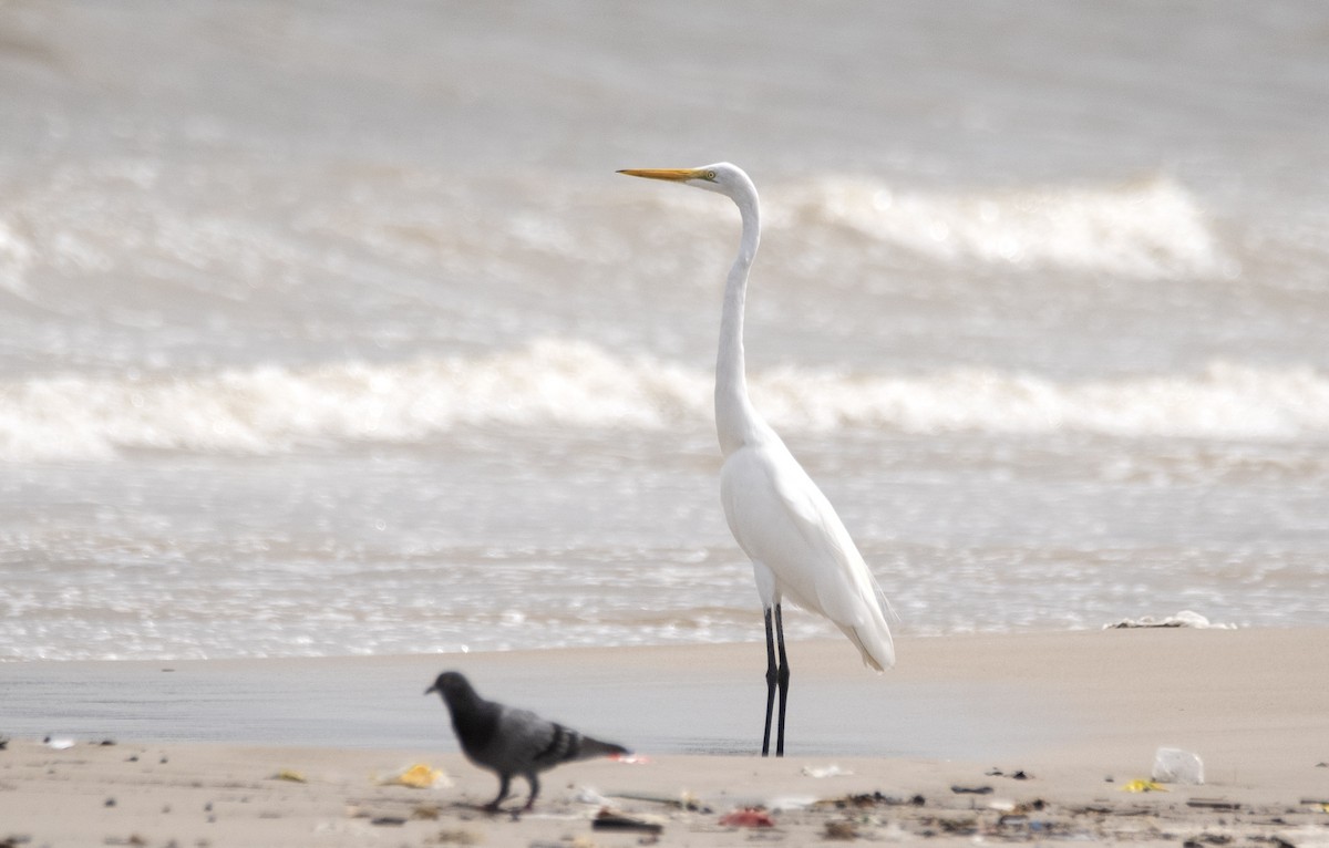 Great Egret - ML620541422