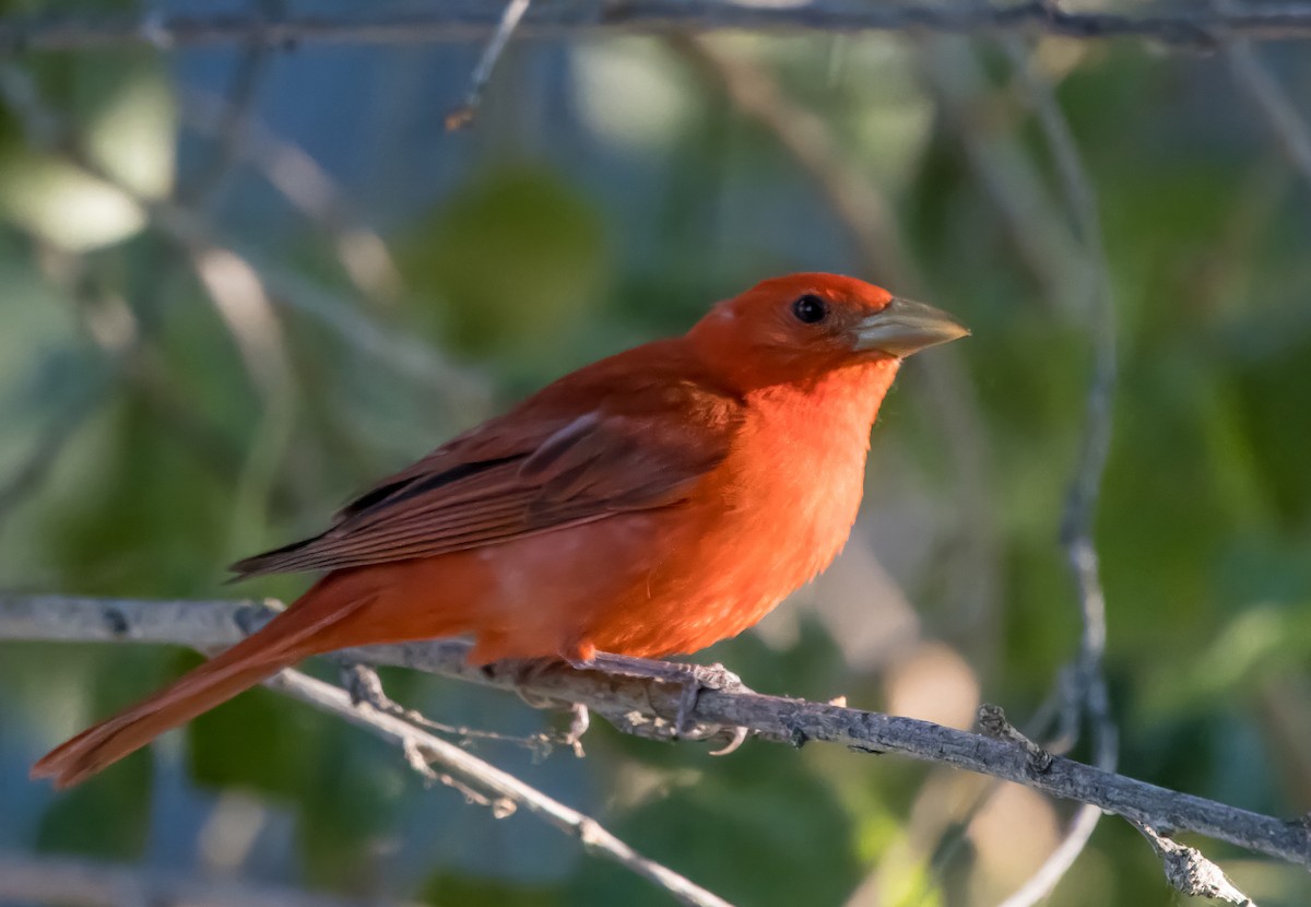 Summer Tanager - ML620541425