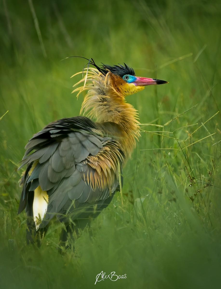 Garza Chiflona - ML620541439