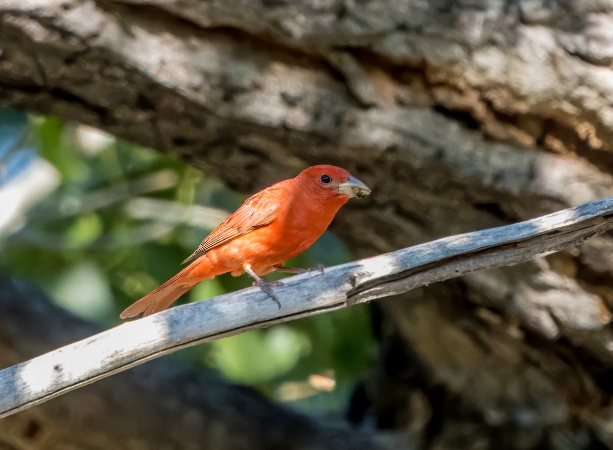 Summer Tanager - ML620541440