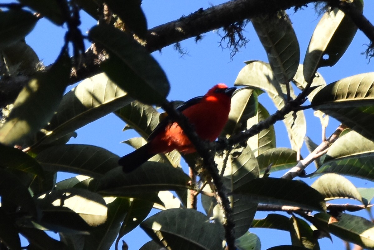 White-winged Tanager - ML620541446