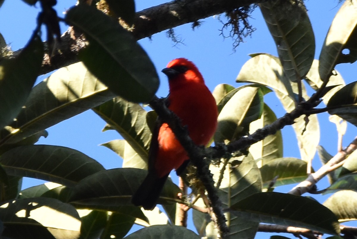 White-winged Tanager - ML620541447