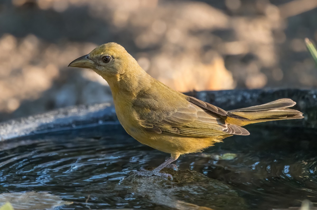 Summer Tanager - ML620541454