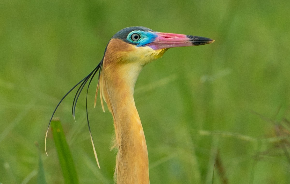 Garza Chiflona - ML620541455