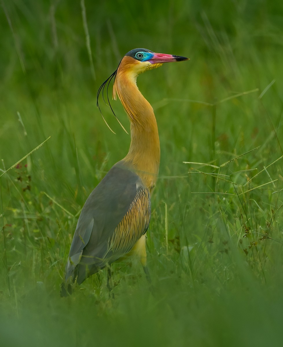 Whistling Heron - ML620541456