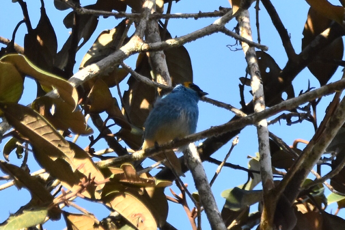 Golden-naped Tanager - ML620541467