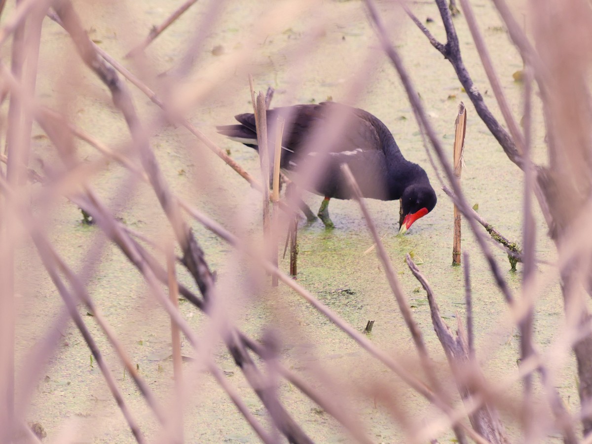 Common Gallinule - ML620541469